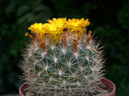 Weingartia neocumingii